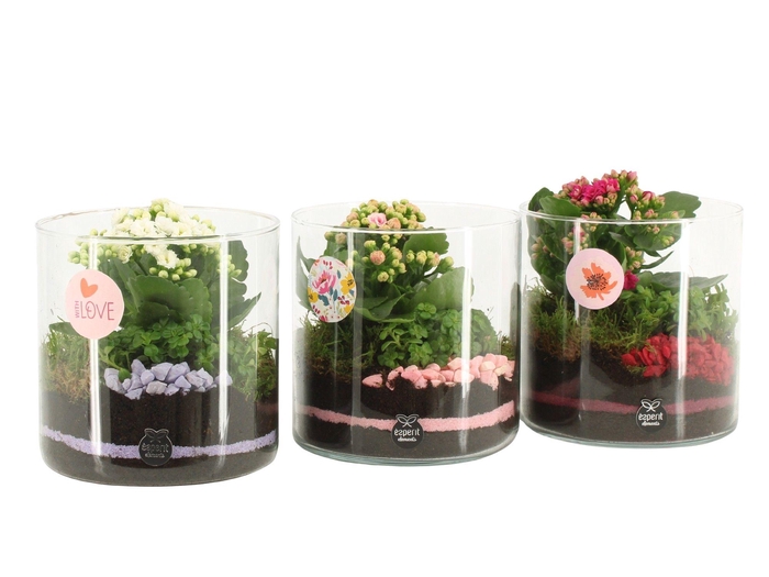 <h4>21873: Lovess arrangement</h4>