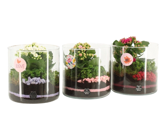 <h4>21873: Lovess arrangement</h4>