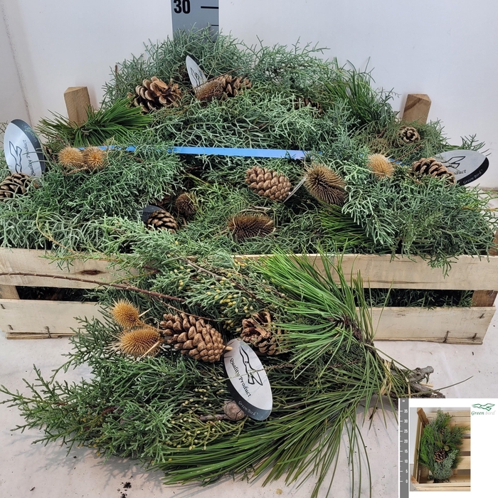 <h4>KERSTGROEN OV BS</h4>