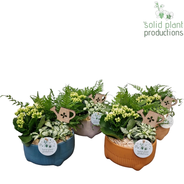 <h4>VA026 Liam Bowl</h4>