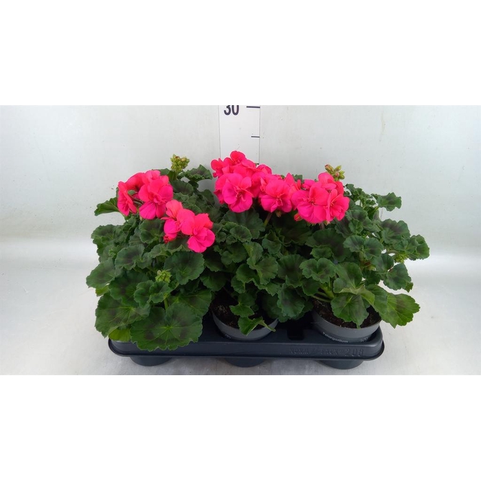 <h4>Pelargonium zona.   ...F1</h4>