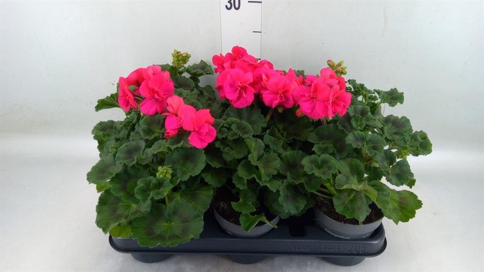 <h4>Pelargonium zona.   ...F1</h4>