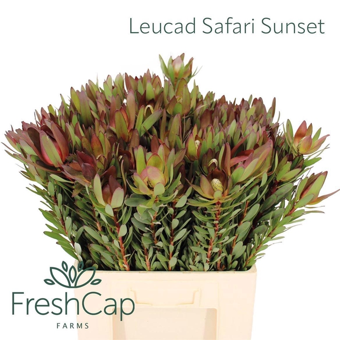<h4>LEUCAD SAF SUNSET</h4>