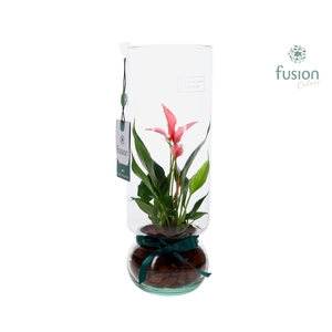 Green BottleAngelica Large met Anthurium