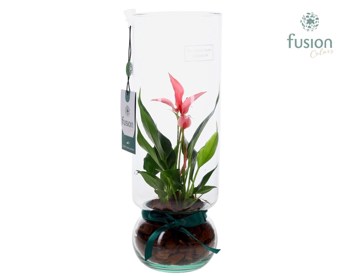 <h4>Green BottleAngelica Large met Anthurium</h4>