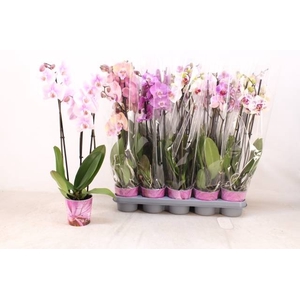 PHAL MIX 3 TAK