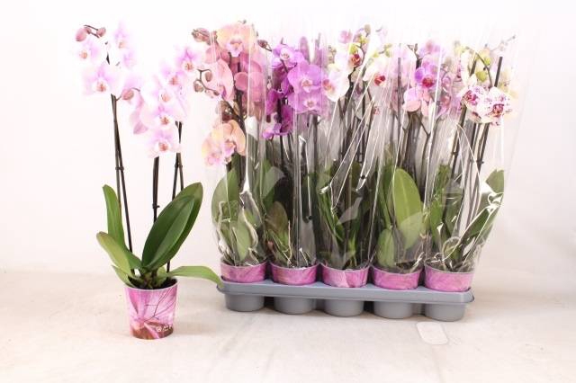<h4>PHAL MIX 3 TAK</h4>