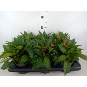 Impatiens NG 'ColPow Rose'