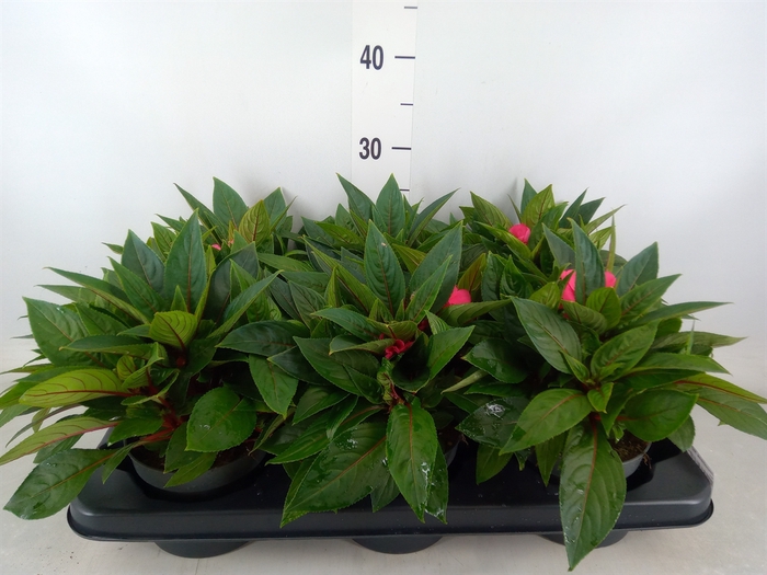 <h4>Impatiens NG 'ColPow Rose'</h4>