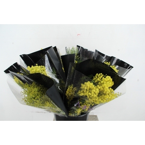 ACACIA MIMOSA MIRANDOL 150GR