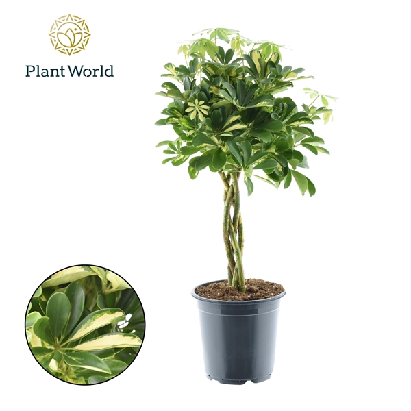 <h4>Schefflera Gold Capella Gevlochten Stam</h4>
