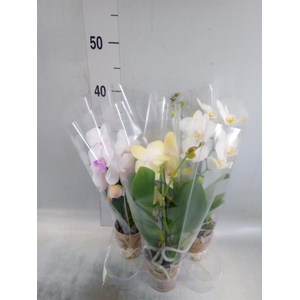 Phalaenopsis  'Elegant Cascade'