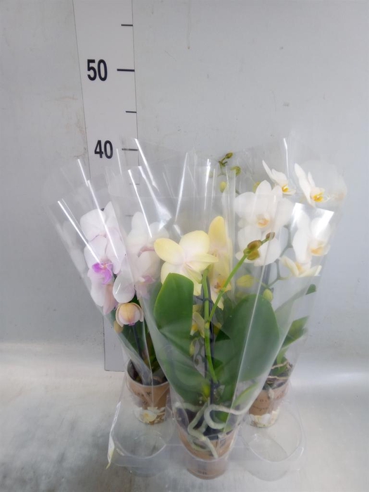 <h4>Phalaenopsis  'Elegant Cascade'</h4>