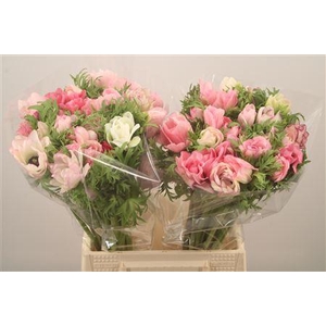 Anem Mistral Light Pink Super