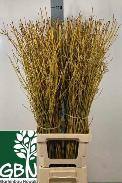 CORNUS FLAVIRAMEA