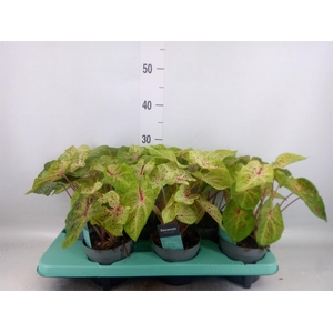 Caladium  'Miss Muffet'