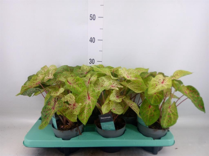 <h4>Caladium  'Miss Muffet'</h4>