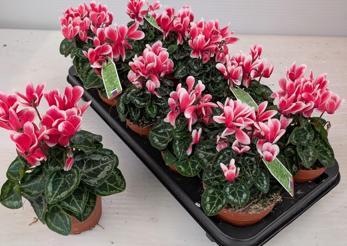 <h4>CYCL MD SUP ALLURE</h4>