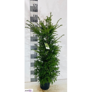 TAXUS BACCATA
