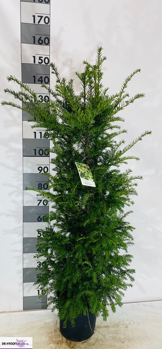 <h4>TAXUS BACCATA</h4>