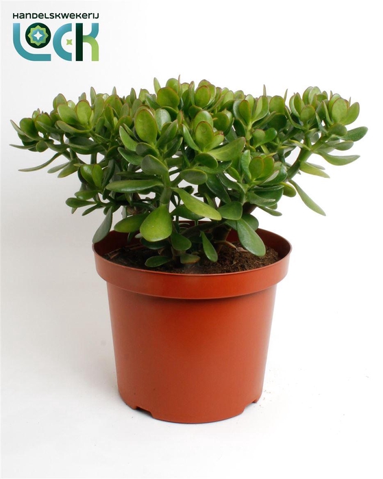 <h4>Crassula ovata </h4>