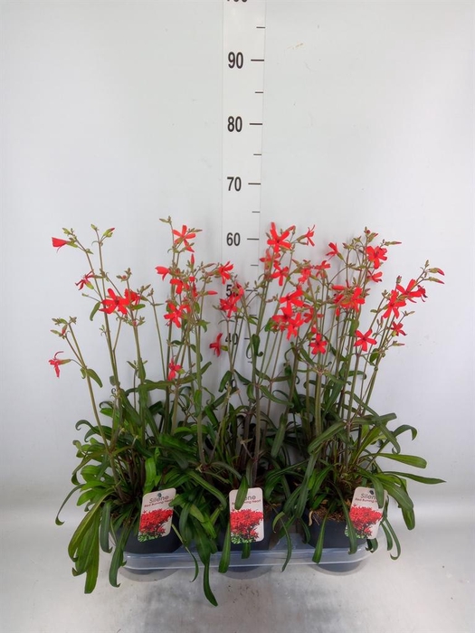 <h4>Silene   ...</h4>