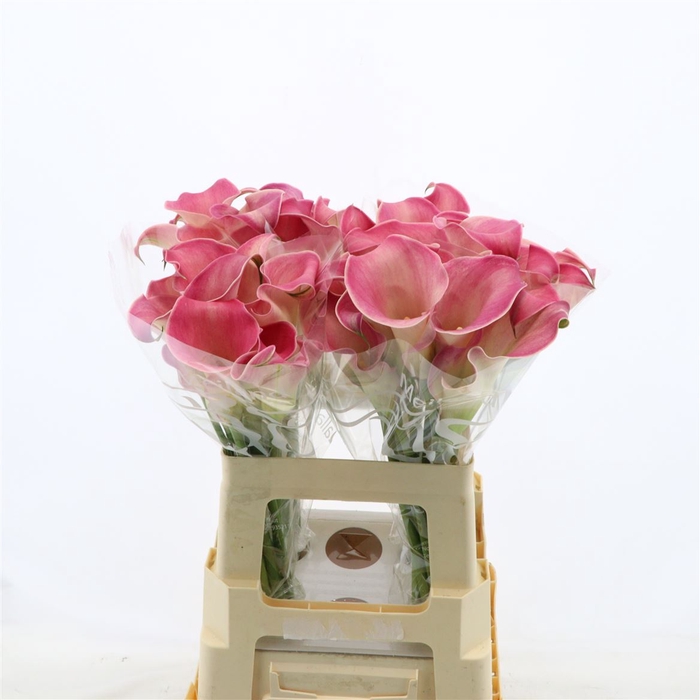 <h4>Calla Romance | XXL</h4>