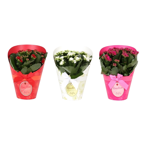 <h4>KP-848.3 - Kalanchoe Rosalina 15cm in Gifts Lovemix</h4>