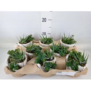 Arr.   Kamerplant Groen L%