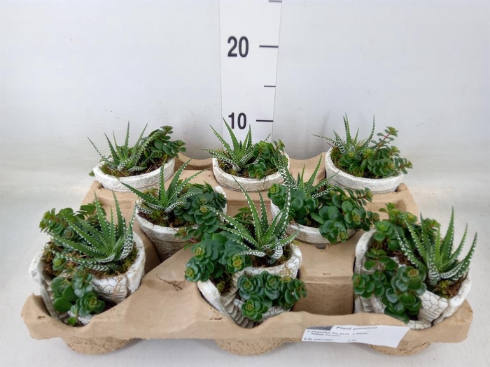 <h4>Arr.   Kamerplant Groen L%</h4>