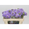Scabiosa Scoop Focal Lavender
