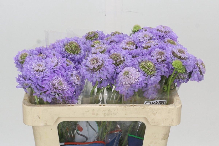 Scabiosa Scoop Focal Lavender