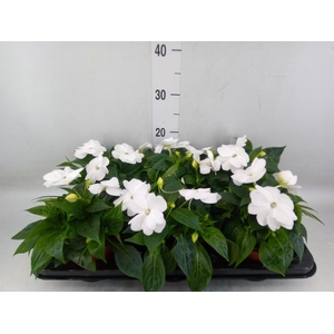 Impatiens NG 'ColPow White'
