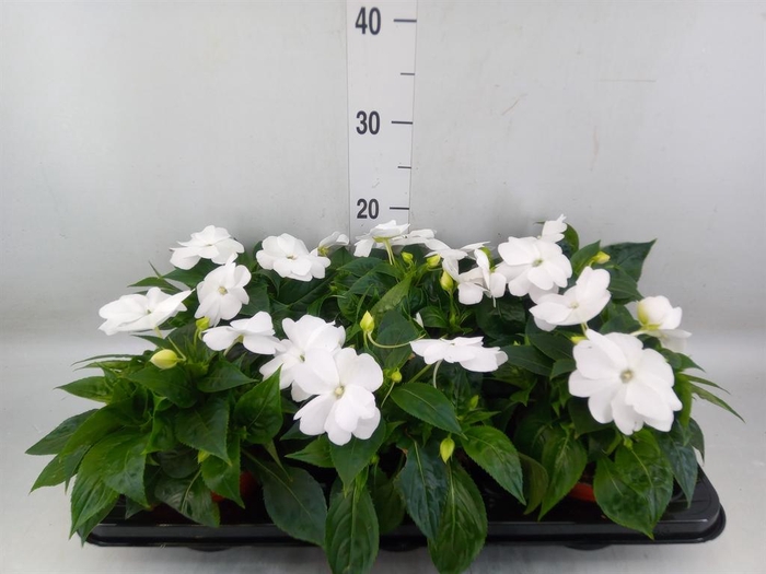 <h4>Impatiens NG 'ColPow White'</h4>