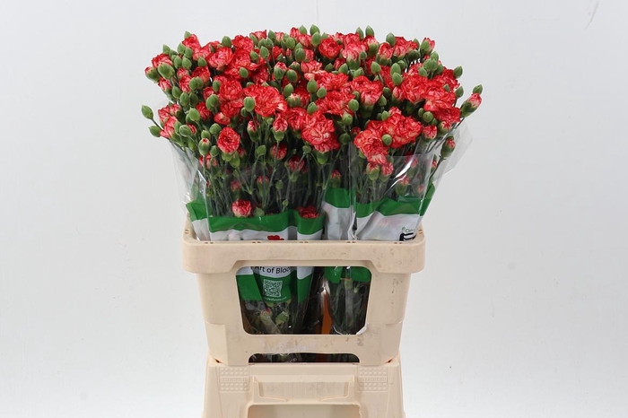 <h4>Di Tr Nandi  x20</h4>