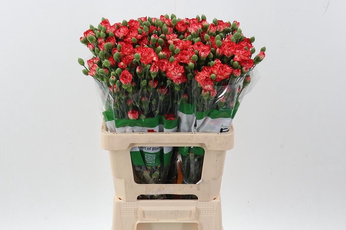 <h4>Di Tr Nandi  x20</h4>