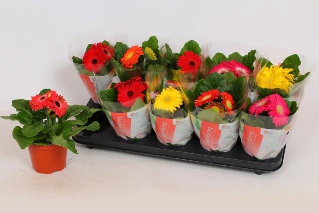 <h4>GER COLOURGAME GEM</h4>