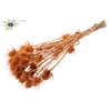 Cardi Distel Natural 10pc/bunch 55cm Frosted Salmon