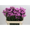 Limonium sinuatum Rosa Sun Birds