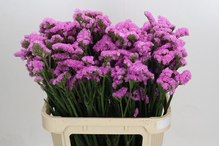 <h4>Limonium sinuatum Rosa Sun Birds</h4>