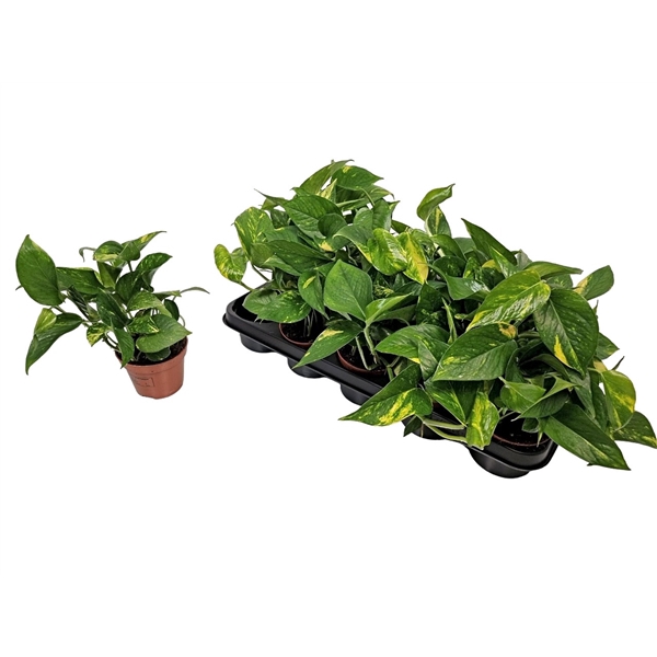 <h4>Epipremnum Pinnatum 'aureum'</h4>