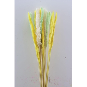 Dried Fluffy Pampas Spring Green Mix