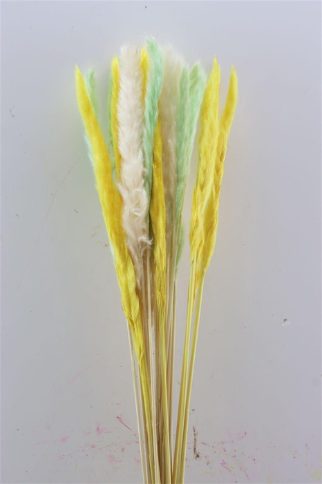 <h4>Dried Fluffy Pampas Spring Green Mix</h4>