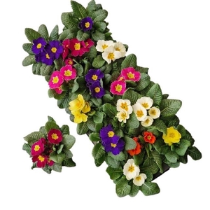 PRIM ACAULIS GEMENGD