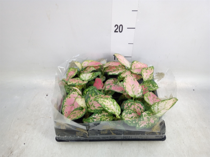 <h4>Aglaonema   ...</h4>