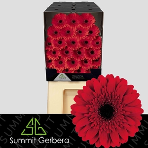 Germini Masserati Diamond