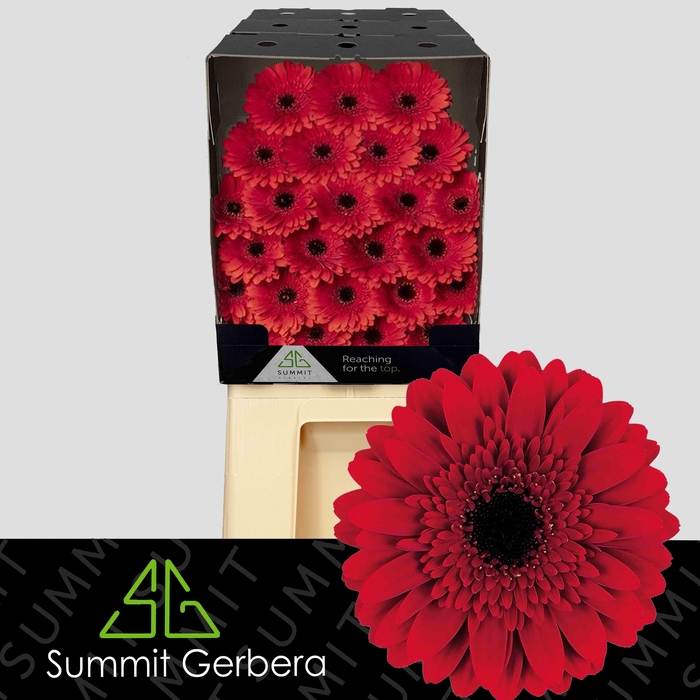 <h4>Germini Masserati Diamond</h4>