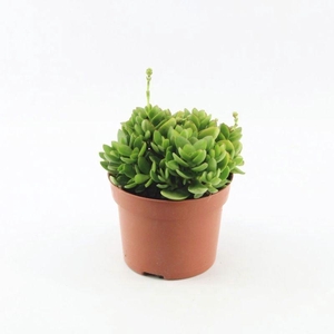 Crassula Moneymaker