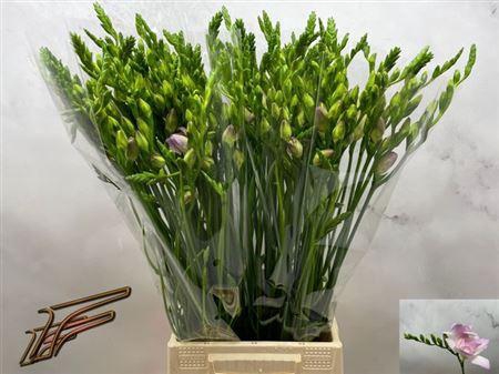 <h4>Fr Du Rosario</h4>