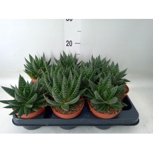 Gasteria